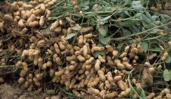 groundnut business