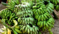 start and run a banana farm