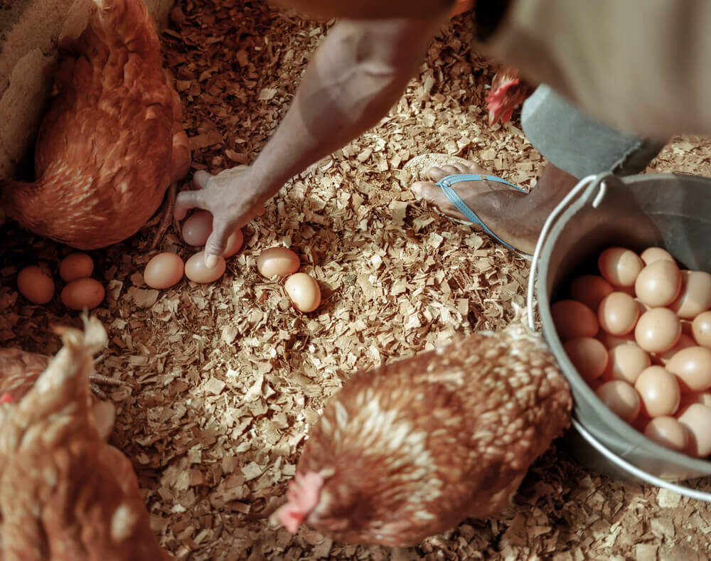 How To Start Layers Poultry Farming In Nigeria See Important Guidelines 
