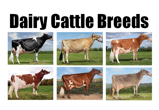 how-to-select-dairy-cattle-breeds-in-nigeria-for-milk-production