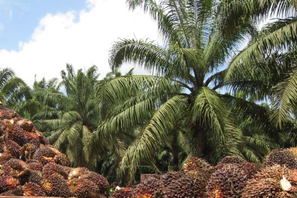 How To Start Highly Profitable Palm Tree Plantation Business In Nigeria