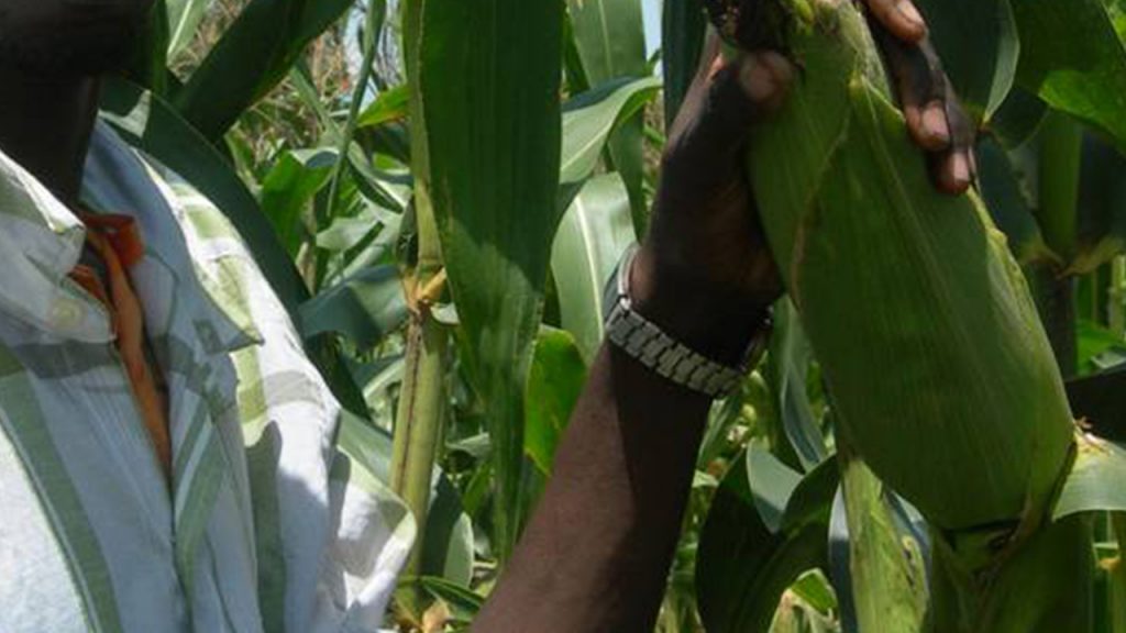 business plan for commercial maize farming in nigeria