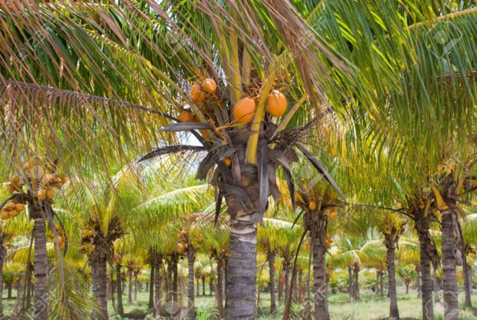 How To Start Coconut Plantation Business In Nigeria: Detailed Guide