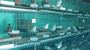 Pigeon farming